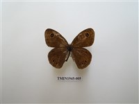 藏品(達邦波眼蝶)的圖片